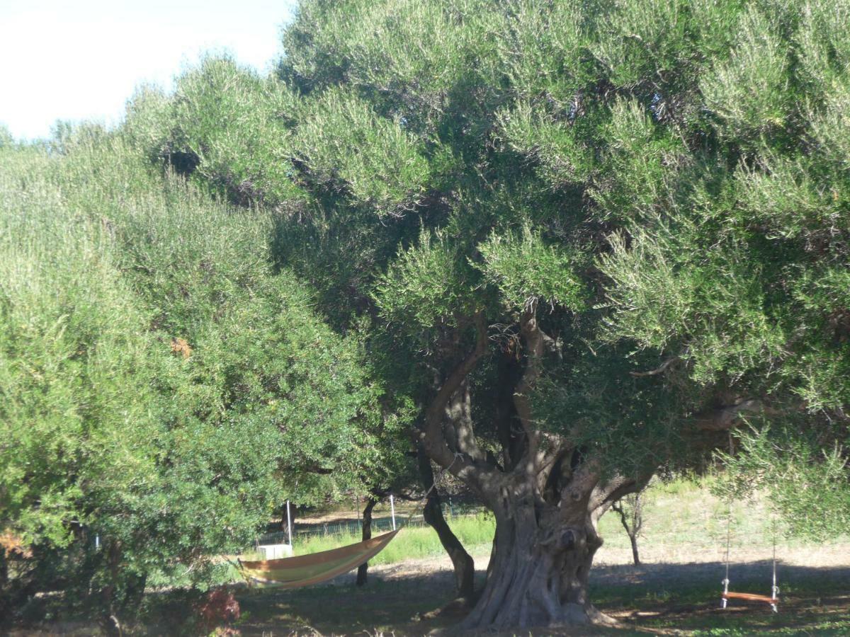 Agriturismo Gli Olivastri Aglientu Exterior foto